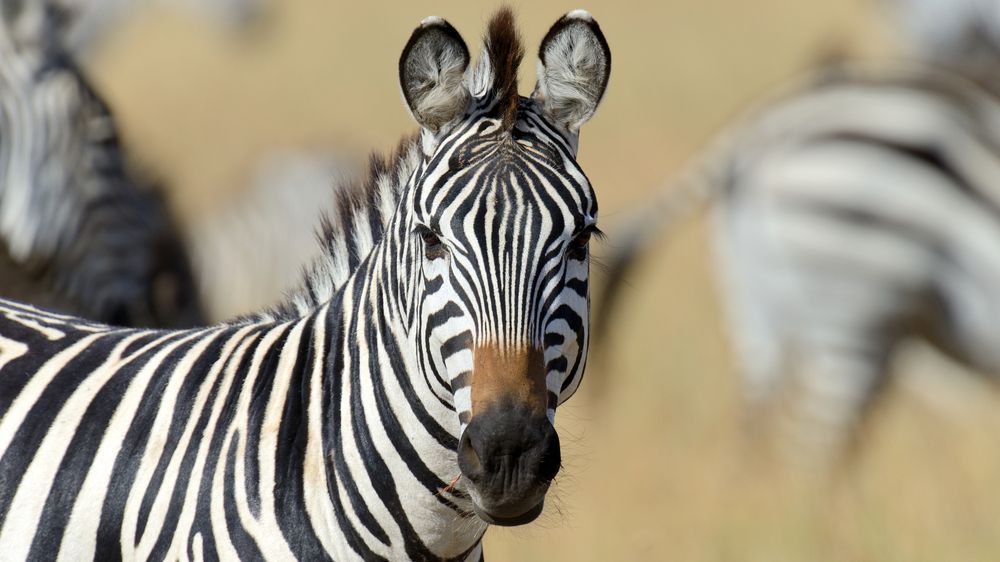 V USA utekly majiteli zebry. Už skoro dva měsíce pobíhají v přírodě